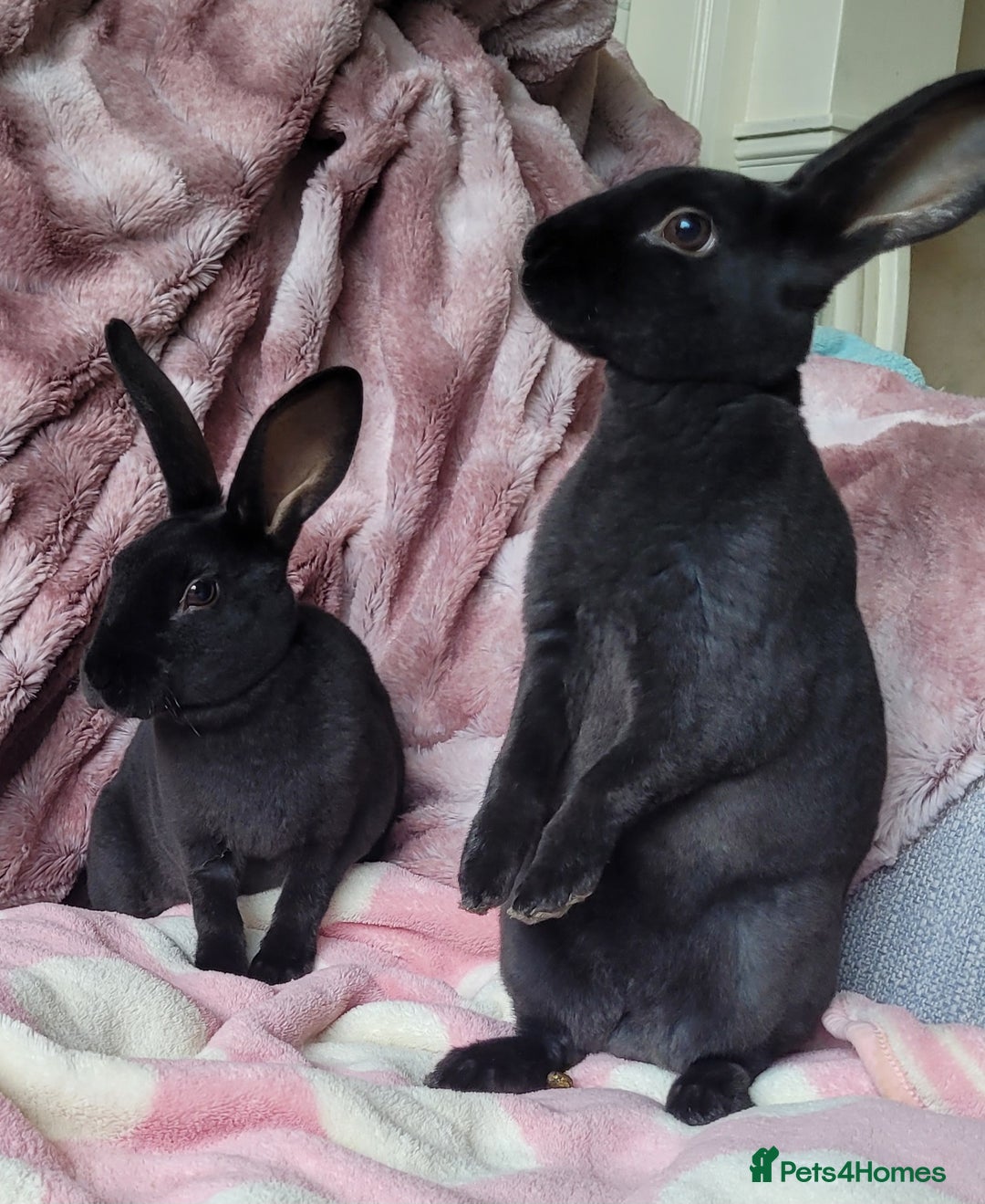 Rex rabbits for sale: Mini Rex babies- various colours & ages - Image 4