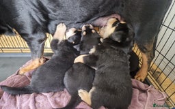 Mixed Breed dogs for sale: Adorable Rottsky Pups - Image 8