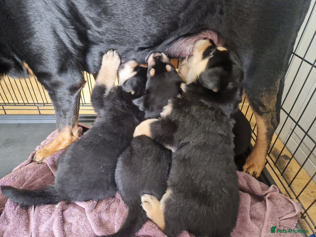 Mixed Breed dogs for sale: Adorable Rottsky Pups - Image 8