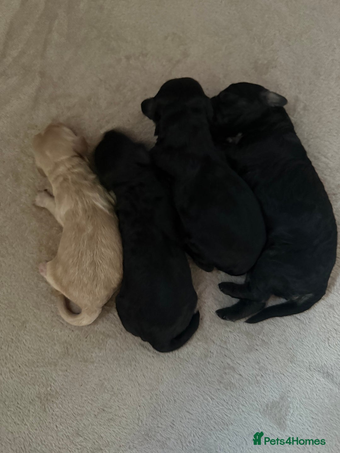 Cockapoo dogs for sale: F1 cockapoo puppies LAST GIRL  - Image 2