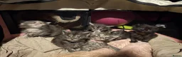 Maine Coon cats for sale: Beautiful Maine coon  kittens  - Advert 3