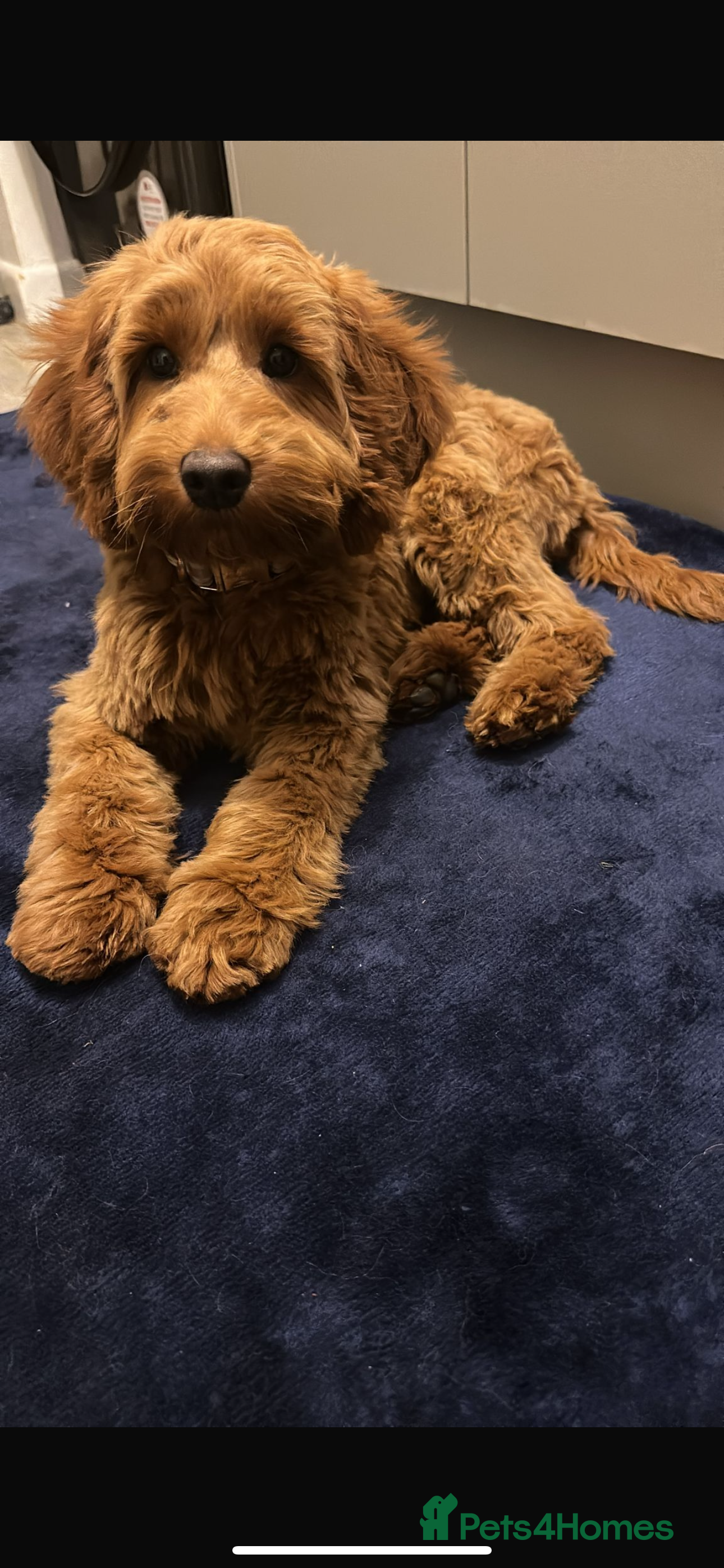 Cockapoo dogs Female Cockapoo - Advert 3