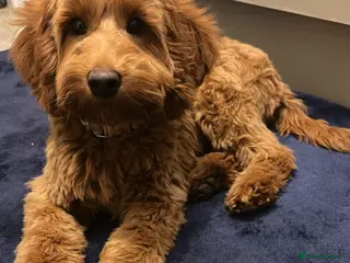 Cockapoo dogs Female Cockapoo - Advert 15