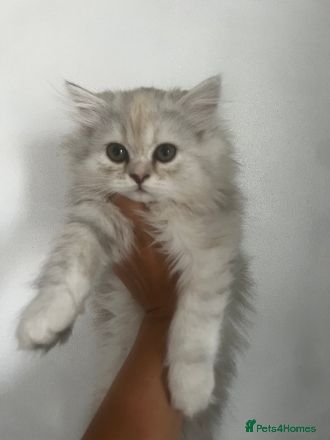 Persian cats for sale: Long haired Persian. Chinchilla. in Shefford - Image 2