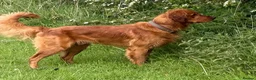Goldendoodle dogs for sale: Two gorgeous goldendoodles. F1 girls - Advert 4
