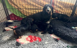 Mixed Breed dogs for sale: Cutest Standard Dachshund x Cocker Puppies - Image 14