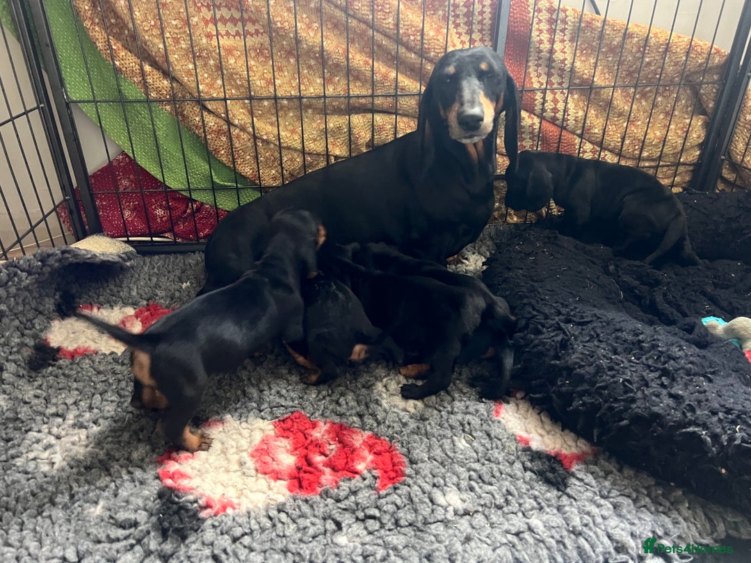 Mixed Breed dogs for sale: Cutest Standard Dachshund x Cocker Puppies - Image 14