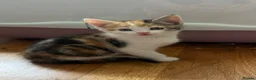 Mixed Breed cats for sale: Calico Kittens for sale  in London - Advert 7