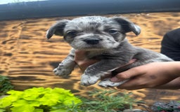 French Bulldog dogs for sale: Fluffy frenchies  - Image 4