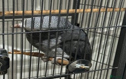 Parrots birds for sale: African Grey Parrot (Male for sale!) - Image 9