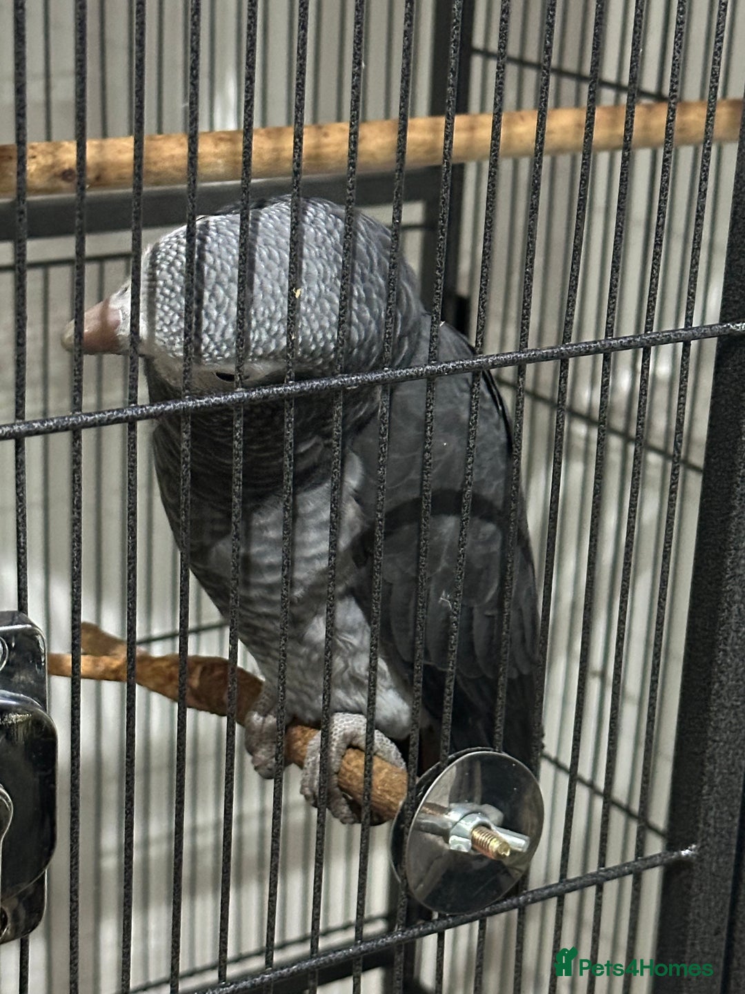 Parrots birds for sale: African Grey Parrot (Male for sale!) - Image 9