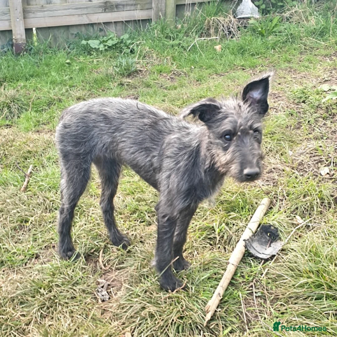 Lurcher dogs for sale: Lurcher - Advert 8