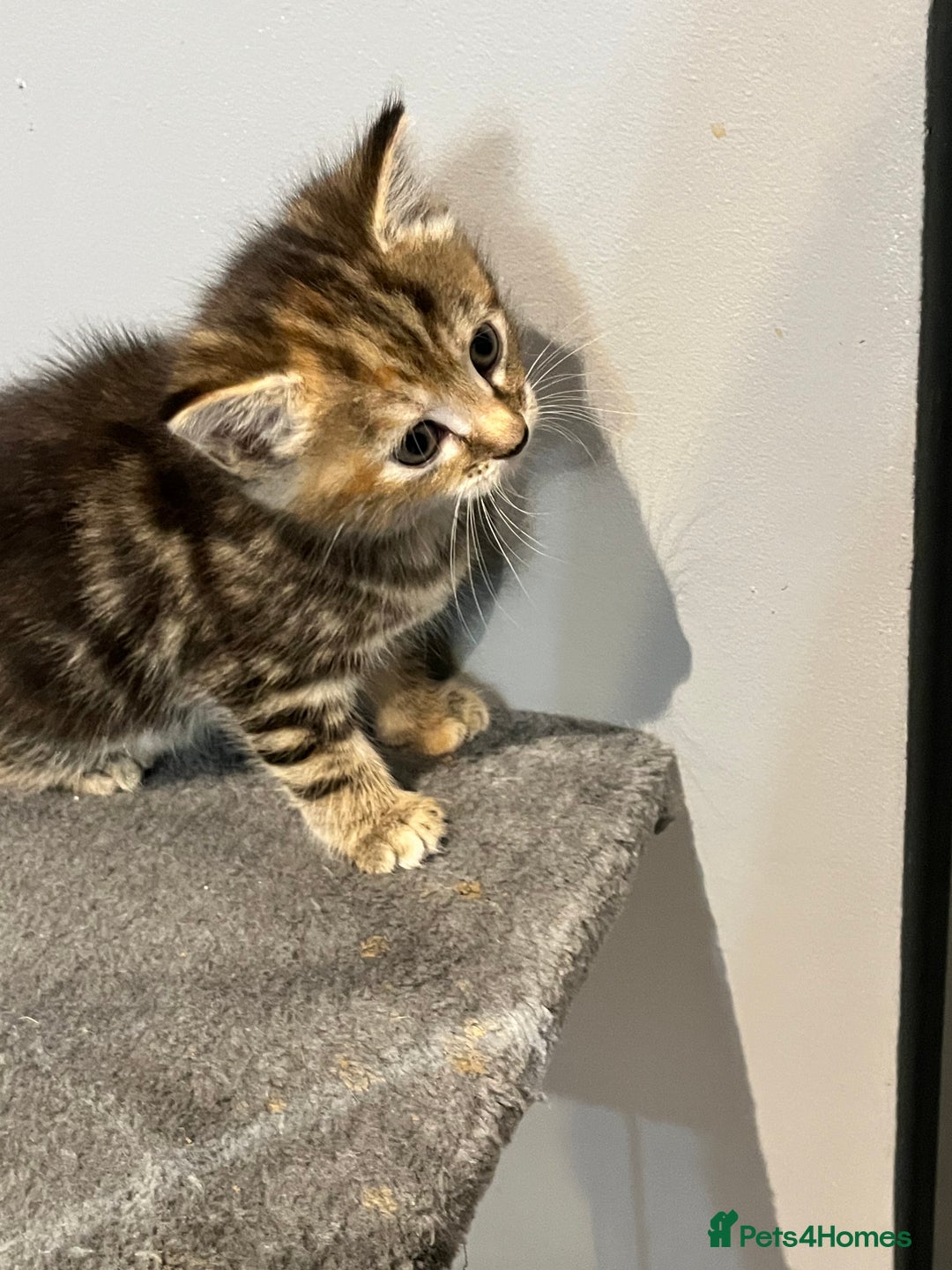 Mixed Breed cats for sale: Mixed kittens ginger calico tabby - Image 9