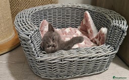 British Shorthair cats for sale: British shorthair blue/lilac kittens  - Image 4