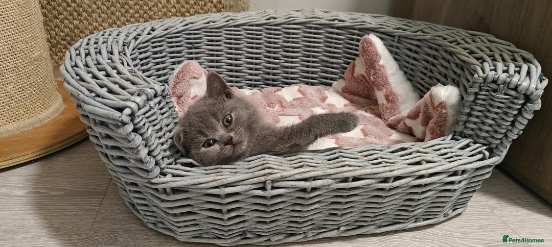 British Shorthair cats for sale: British shorthair blue/lilac kittens  - Image 4