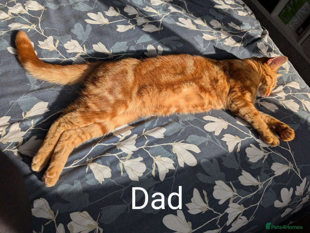 Bengal cats for sale: Male kitten Bengal X Calico  - Image 9