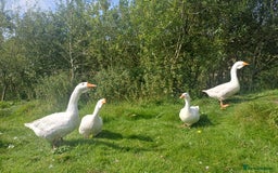 Geese poultry for sale: Beautiful Emden Geese - Image 6
