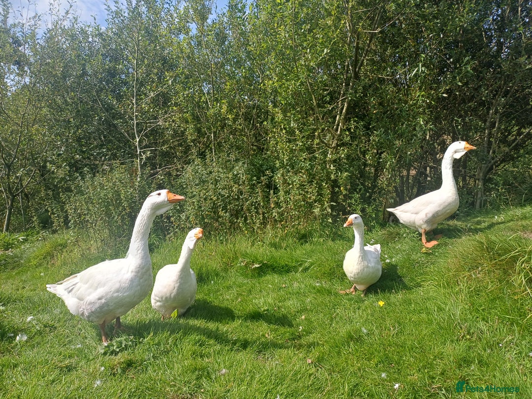Geese poultry for sale: Beautiful Emden Geese - Image 6