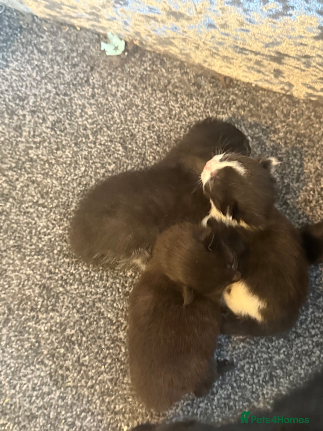 Mixed Breed cats for sale: Beautiful kittens  - Advert 3