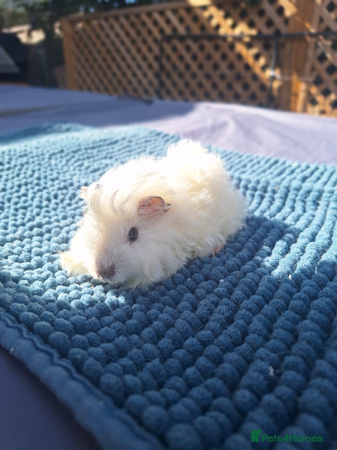 Guinea Pig rodents for sale: Lunkarya guineapig  - Image 2
