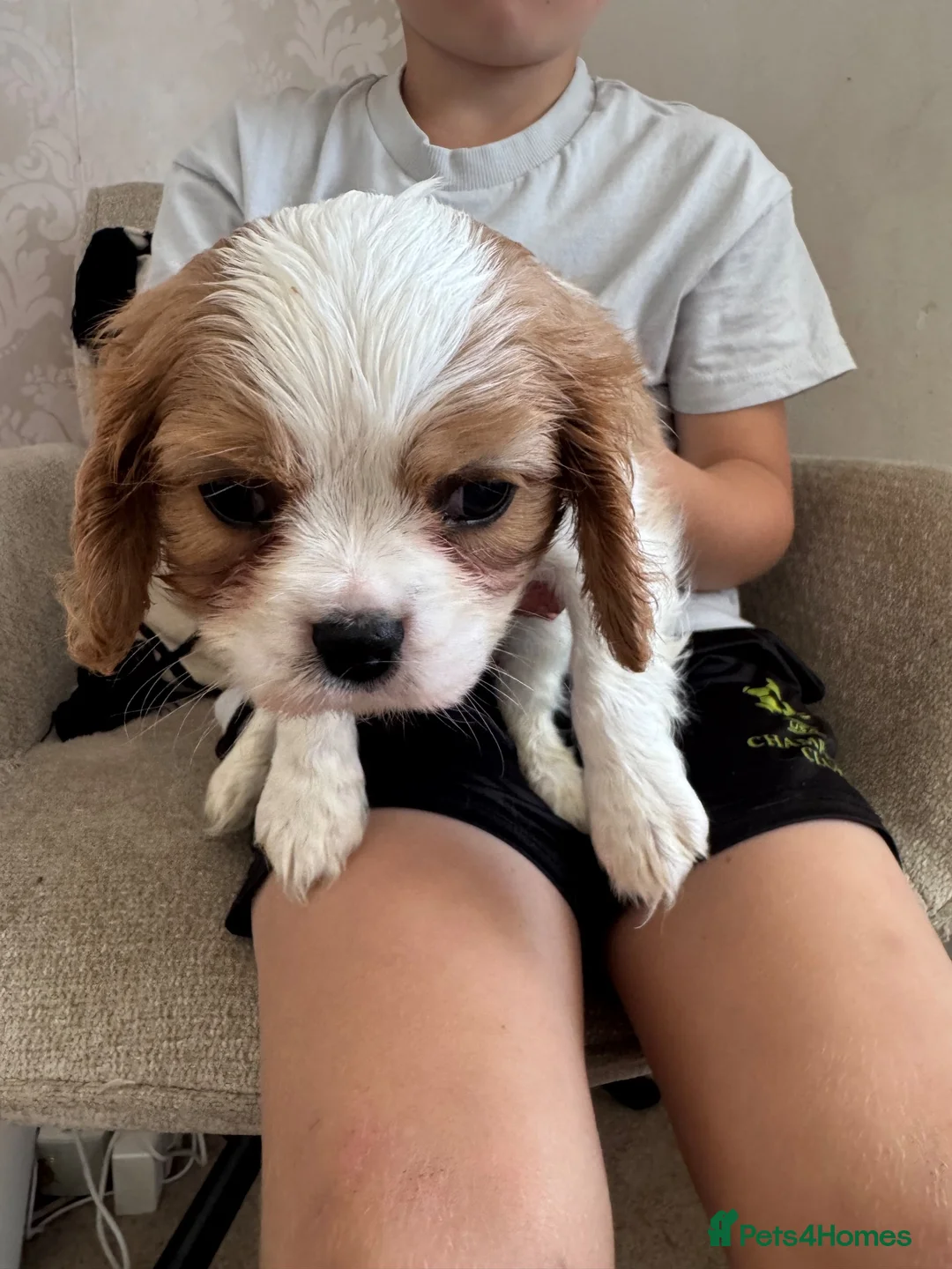 Cavalier King Charles Spaniel dogs for sale: Stunning hereditary clear KC one boy left - Advert 2