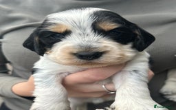 Cocker Spaniel dogs for sale: Cocker spaniel puppys for sale! - Advert 4