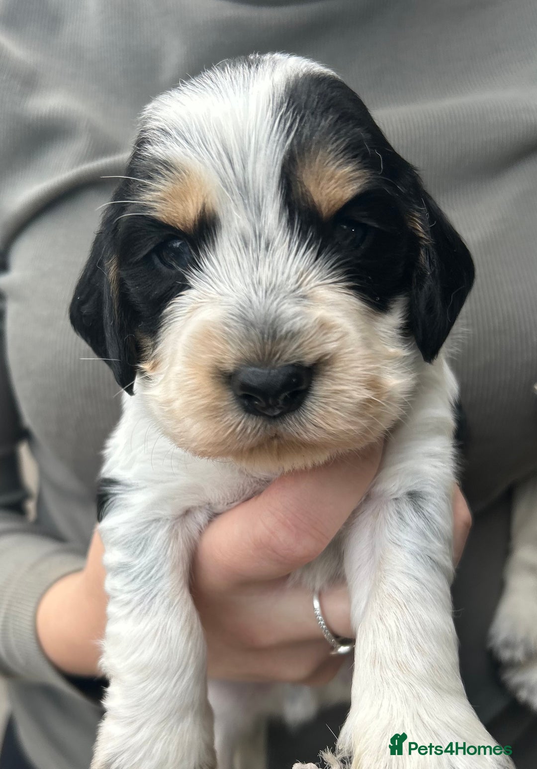 Cocker Spaniel dogs for sale: Cocker spaniel puppys for sale! - Advert 4