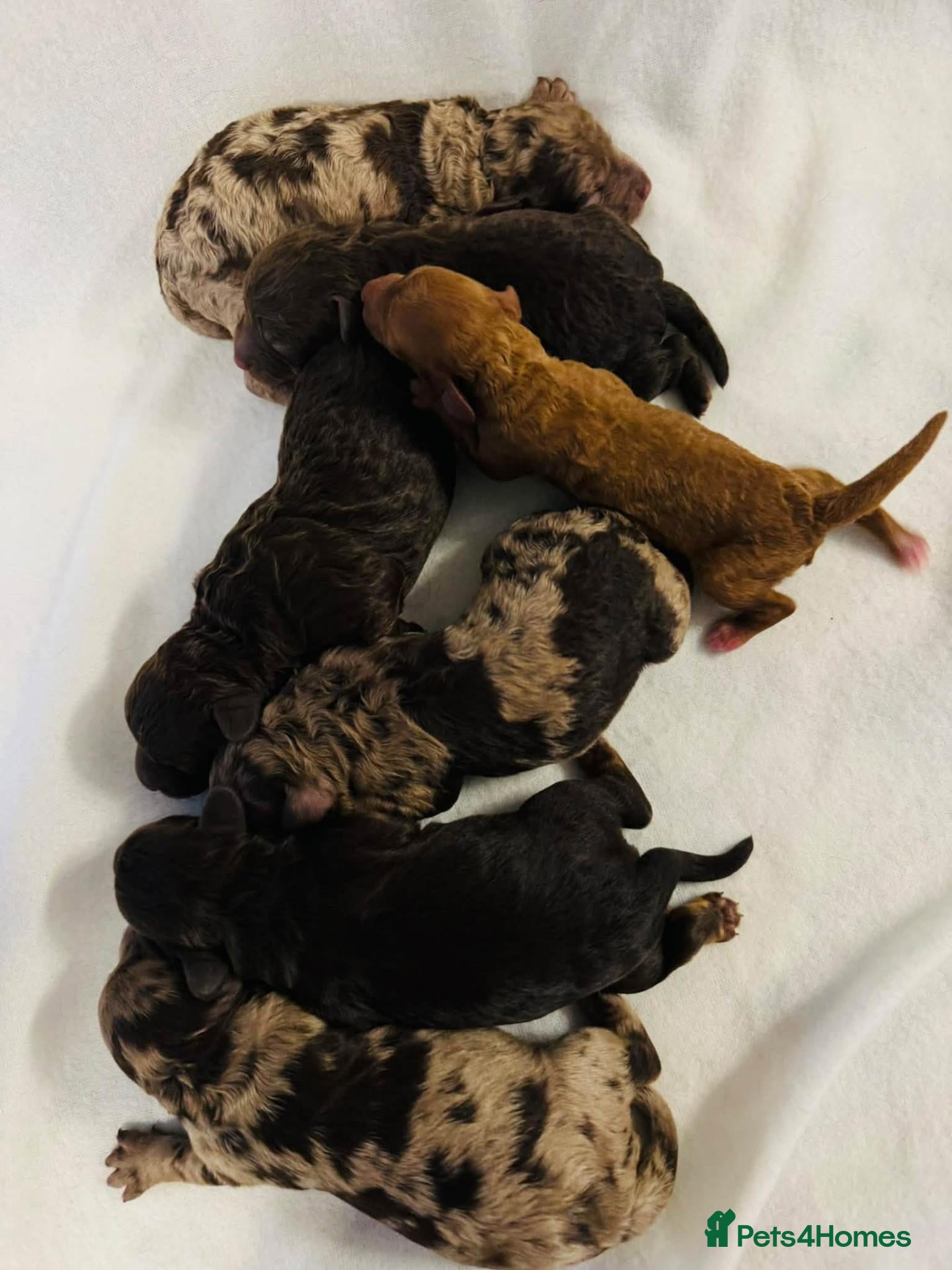 Cockapoo dogs DNA CLEAR,beautiful Cockapoos, Ready 5th November  - Advert 2