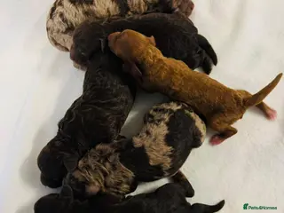 Cockapoo dogs DNA CLEAR,beautiful Cockapoos, Ready 5th November - Advert 1