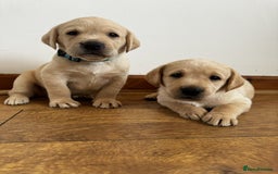 Labrador Retriever dogs for sale: Outstanding Labrador retrievers - Image 1