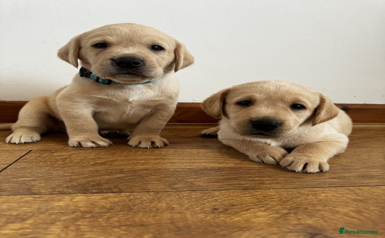 Labrador Retriever dogs - Advert 7
