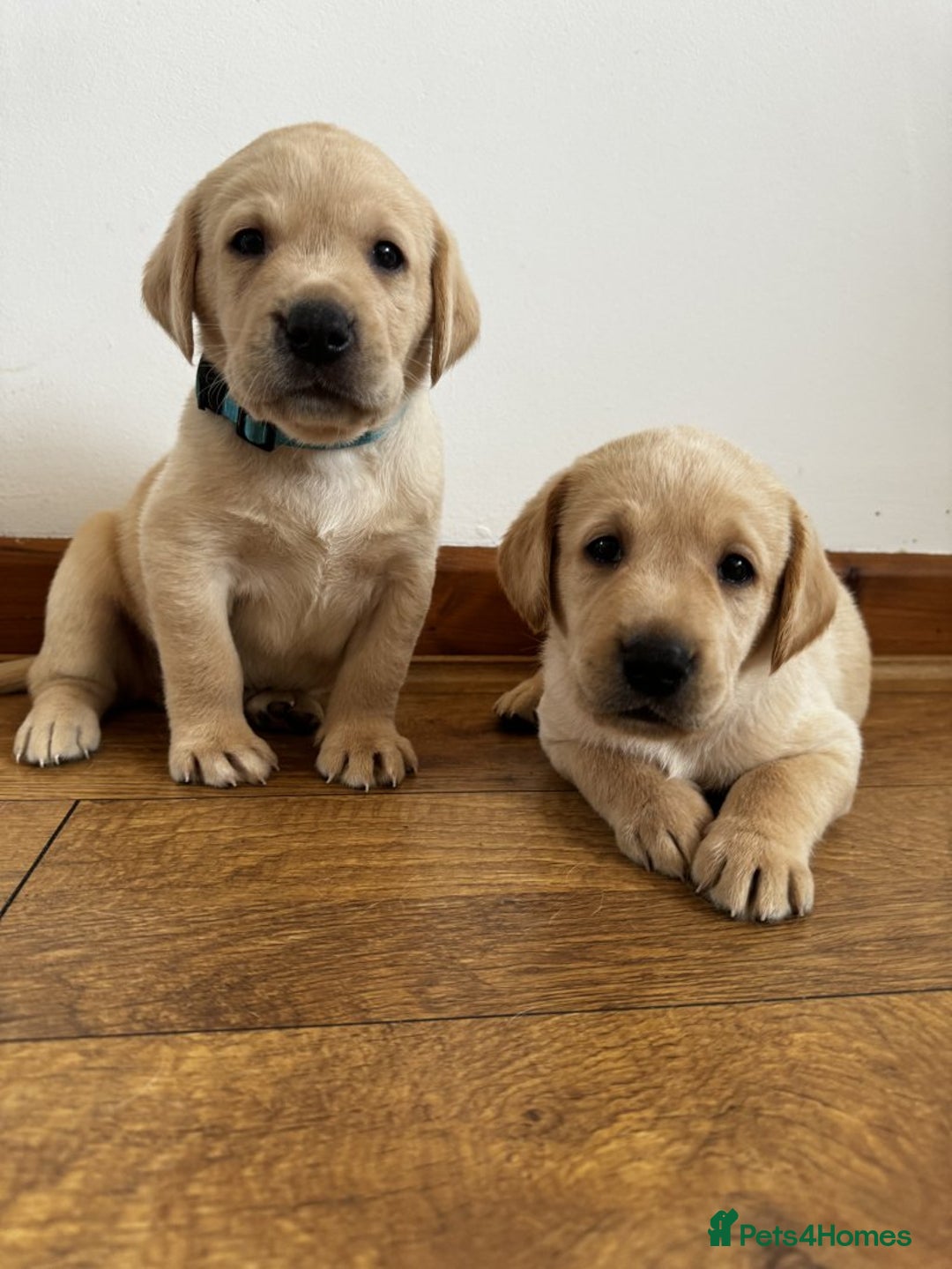 Labrador Retriever dogs for sale: Outstanding Labrador retrievers - Image 1