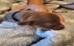 Miniature Dachshund dogs for sale: Longhaired Minature Dauchounds - Image 16
