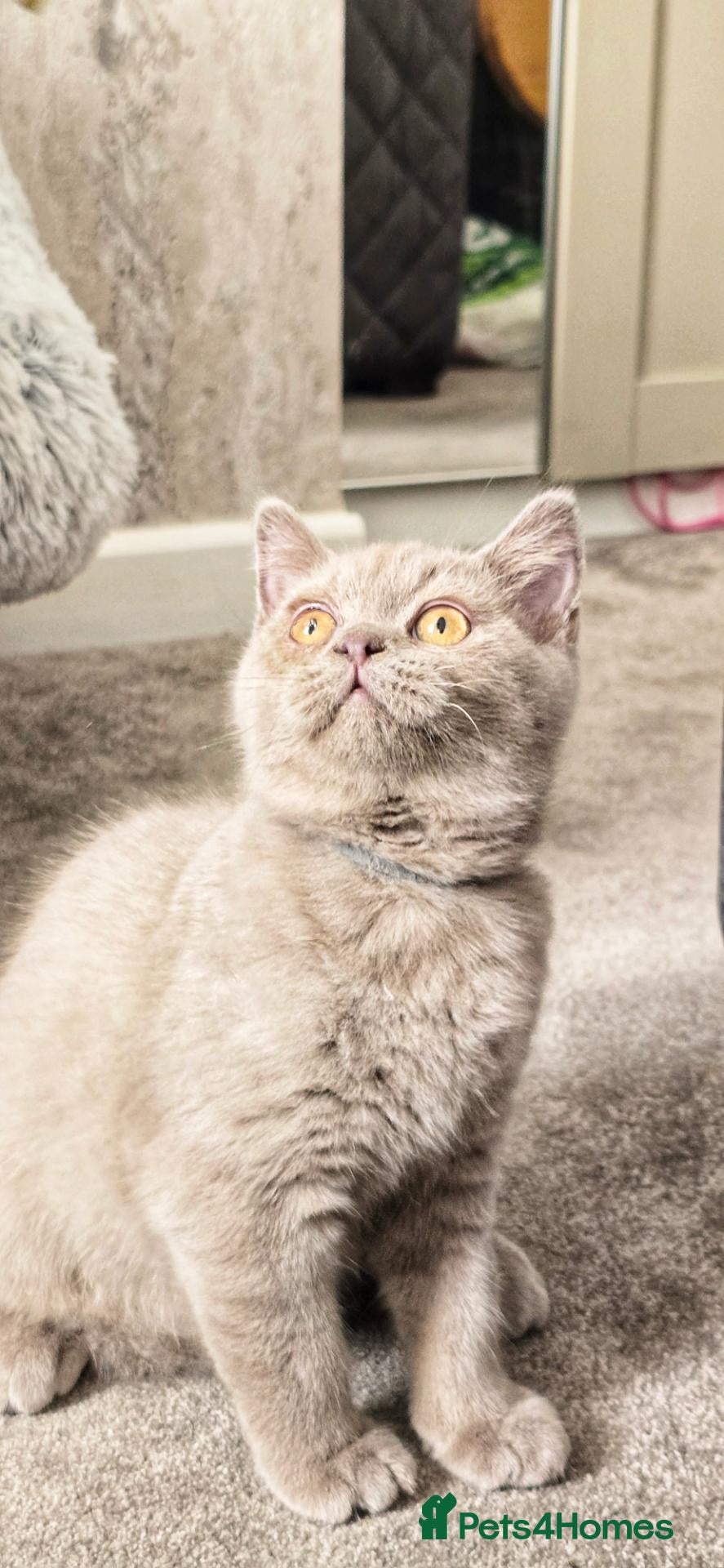 British Shorthair cats REDUCED LAST BOY GCCF LILAC BRITISH SHORTHAIR  - Advert 6