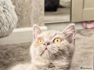 British Shorthair cats REDUCED LAST BOY GCCF LILAC BRITISH SHORTHAIR - Advert 6