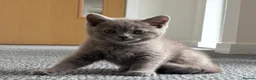 British Shorthair cats for sale: 🏆 Full British shorthair 🏆 in Reading - Advert 7