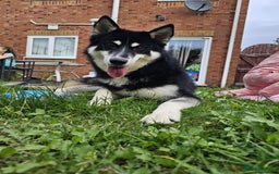 Mixed Breed dogs for sale: Meet Sparks - Image 4