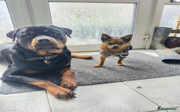 Rottweiler dogs for stud: ROTTWEILER FOR STUD - Image 9