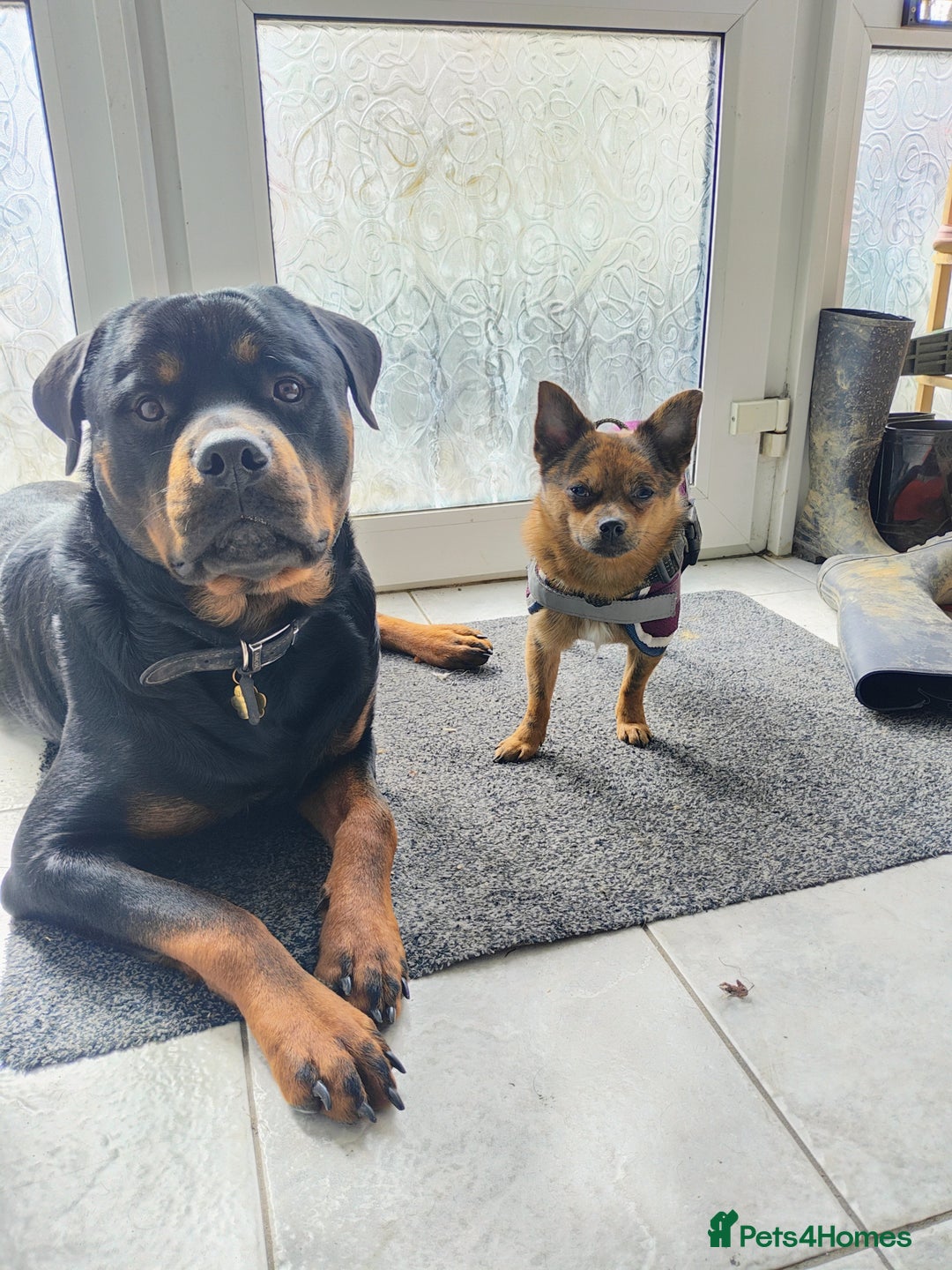 Rottweiler dogs for stud: ROTTWEILER FOR STUD - Image 9