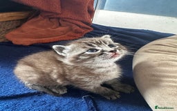 Perdoll cats for sale: FLUFFY PERDOLL KITTENS - Image 9