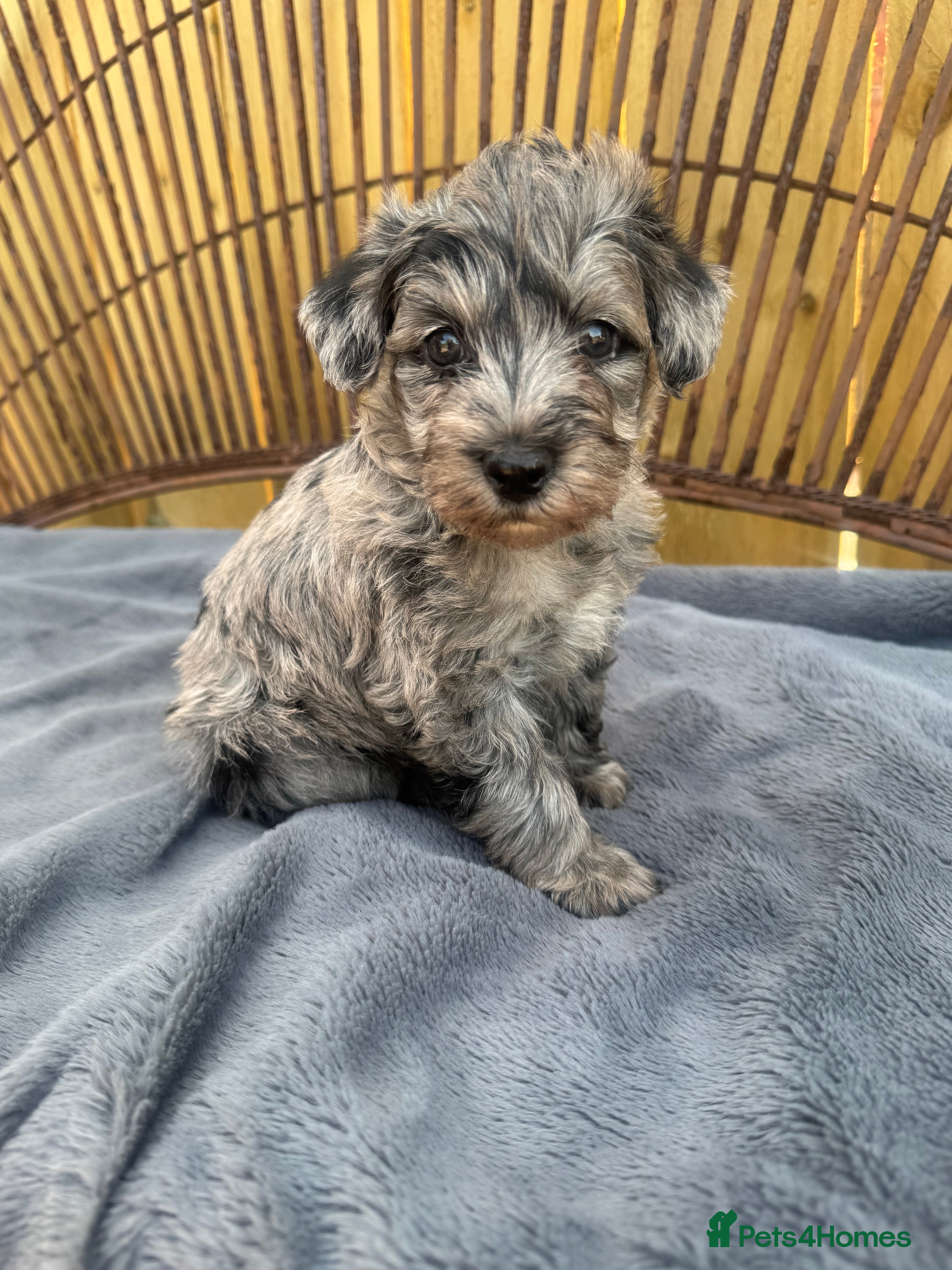 Schnoodle dogs Toy Schnoodles  - Advert 2