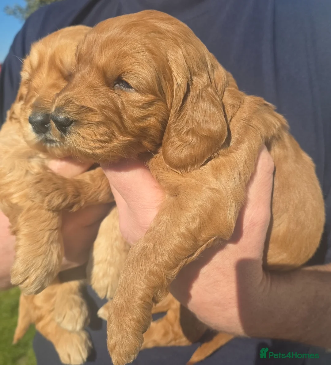 Mini Goldendoodle dogs for sale: Beautiful miniature goldendoodle puppies for sale - Advert 1