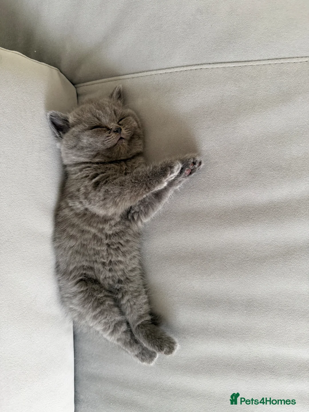 British Shorthair cats for sale: British Shorthair kitten - Advert 11