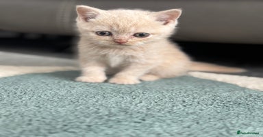 British Shorthair cats - Advert 6