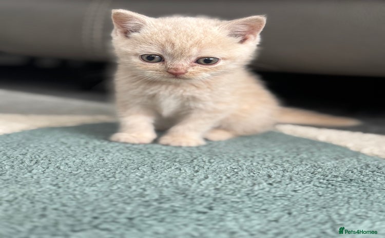 British Shorthair cats - Advert 11