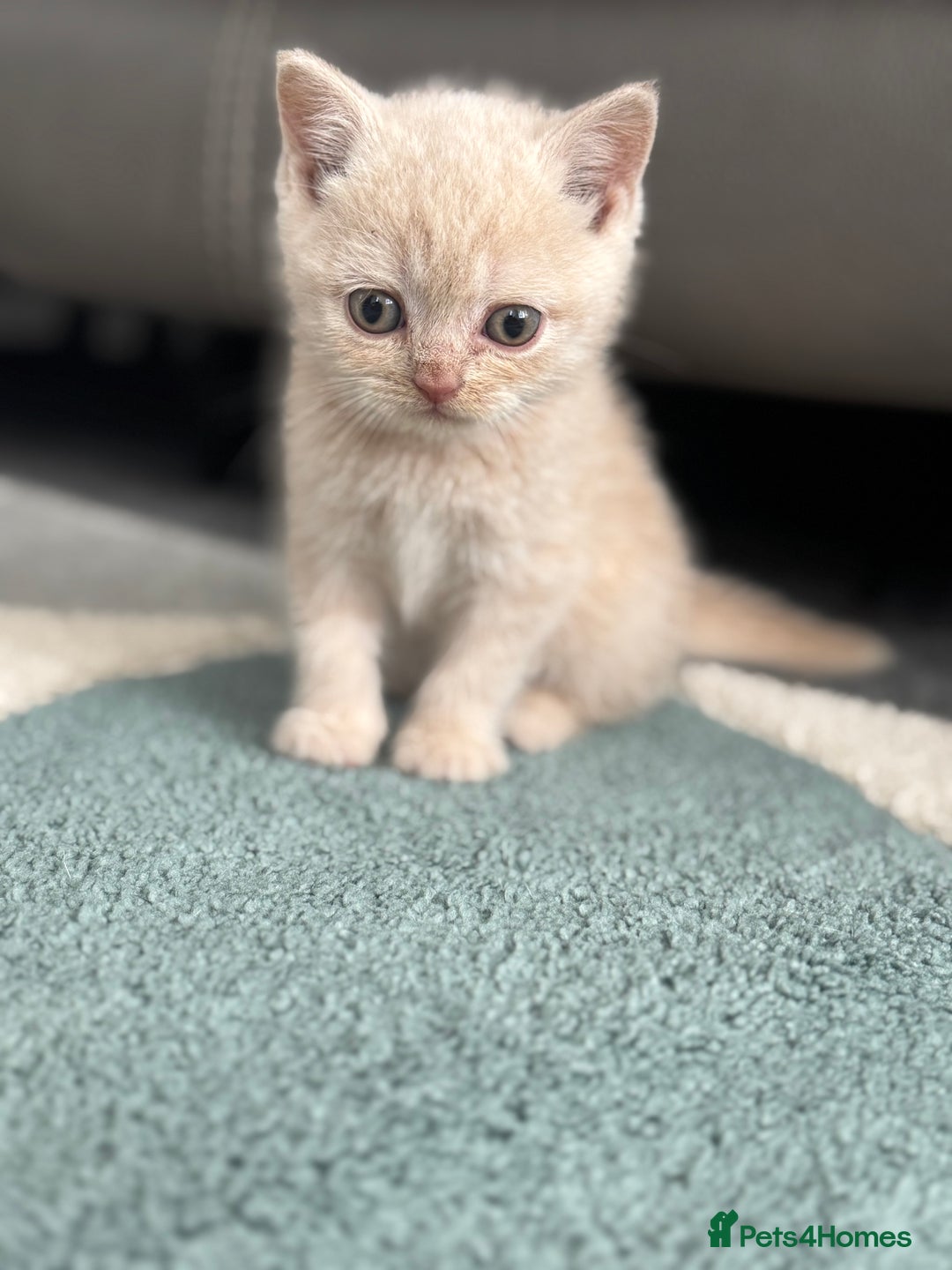 British Shorthair cats for sale: Stunning British shorthair kittens  - Image 10