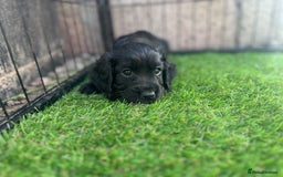 Cocker Spaniel dogs for sale: KC reg working cocker spaniels  - Image 5