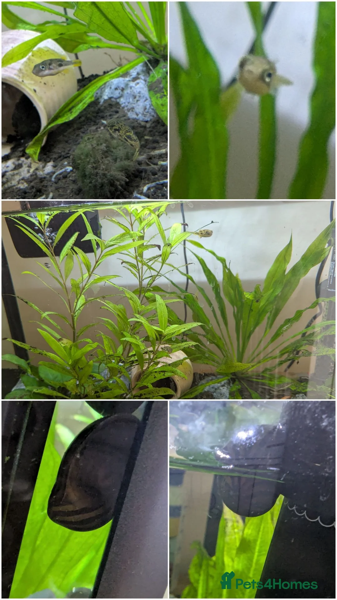 Pufferfish fish for sale: Dwarf puffer fish in Doncaster - Advert 1