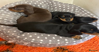 Miniature Dachshund dogs - Advert 10