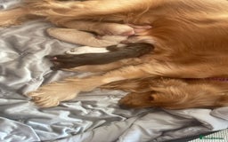 Cocker Spaniel dogs for sale: Cockerspaniel puppies x3 left  - Image 12